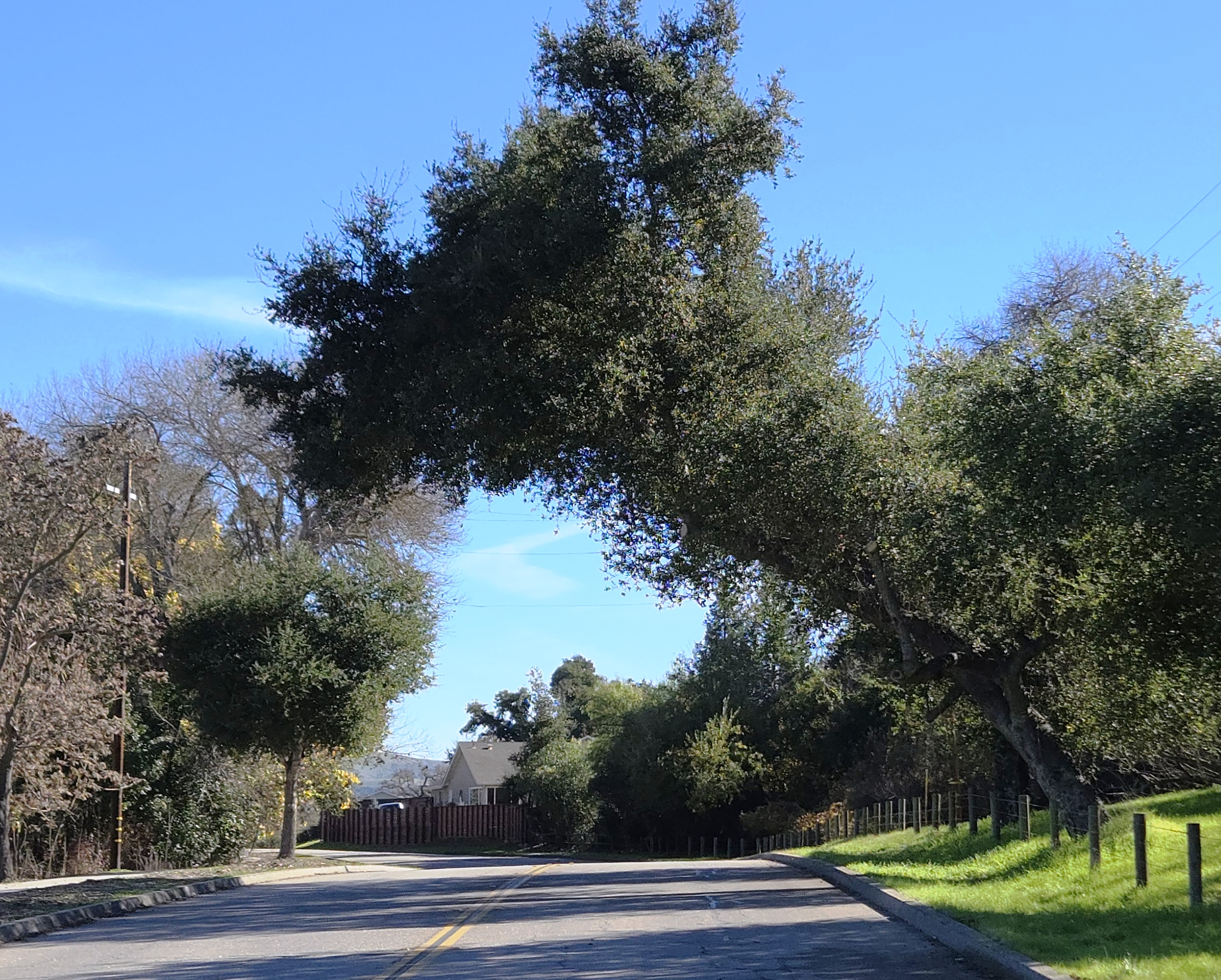 Large oak tree overhanging Traffic Way - after trimming.